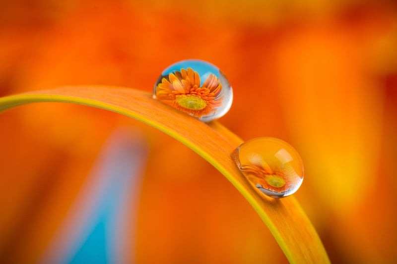 Flower Garden