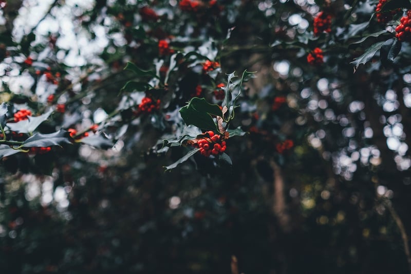 Winter Holly