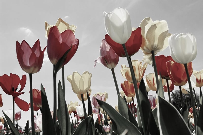 Spring Tulips